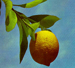 LimoneMaturo.JPG (16348 byte)